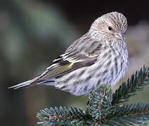 Pine Siskin