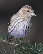 Pine Siskin