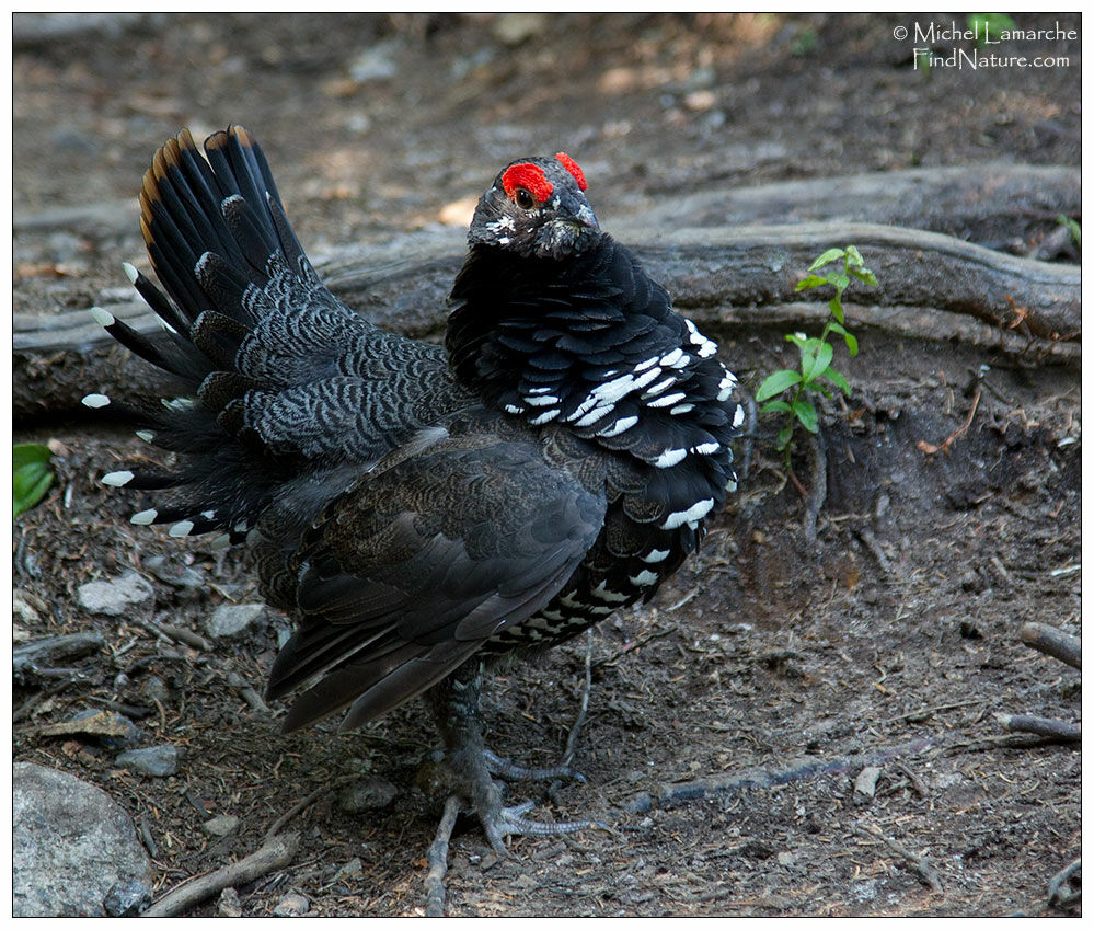 Spruce Grouse male