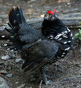 Spruce Grouse