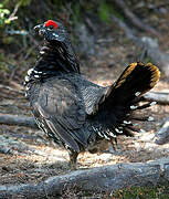 Spruce Grouse