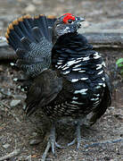 Spruce Grouse