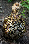 Spruce Grouse