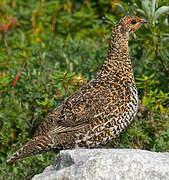 Spruce Grouse