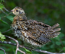 Spruce Grouse