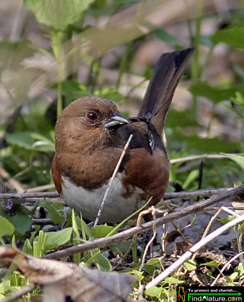 Eastern Towhee