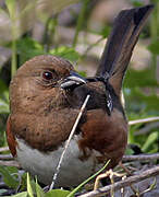 Eastern Towhee