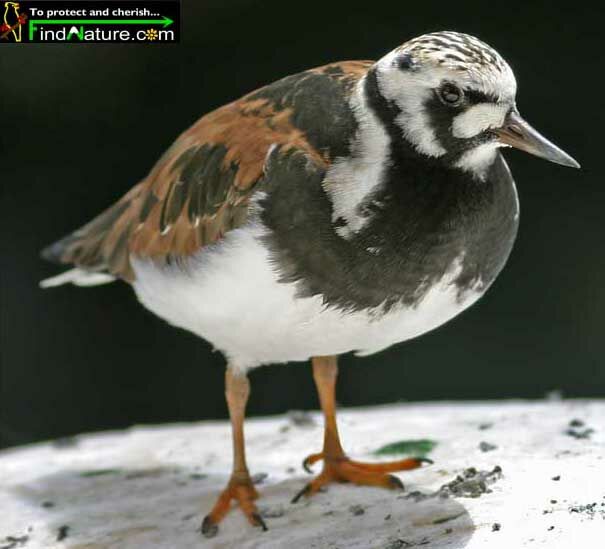 Ruddy Turnstone