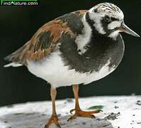 Ruddy Turnstone