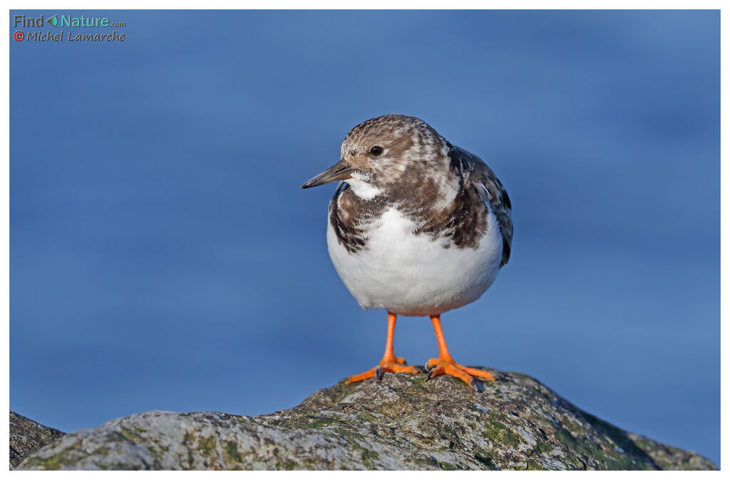 Ruddy Turnstoneadult post breeding