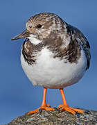 Ruddy Turnstone