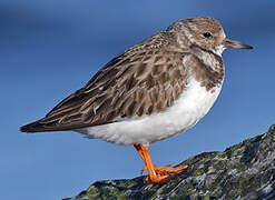 Ruddy Turnstone