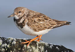 Ruddy Turnstone