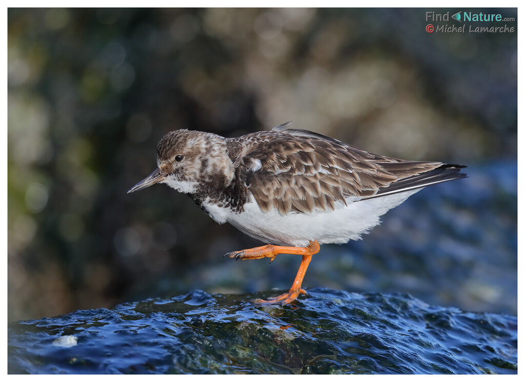 Ruddy Turnstone