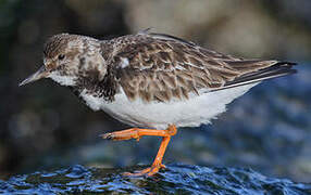 Ruddy Turnstone