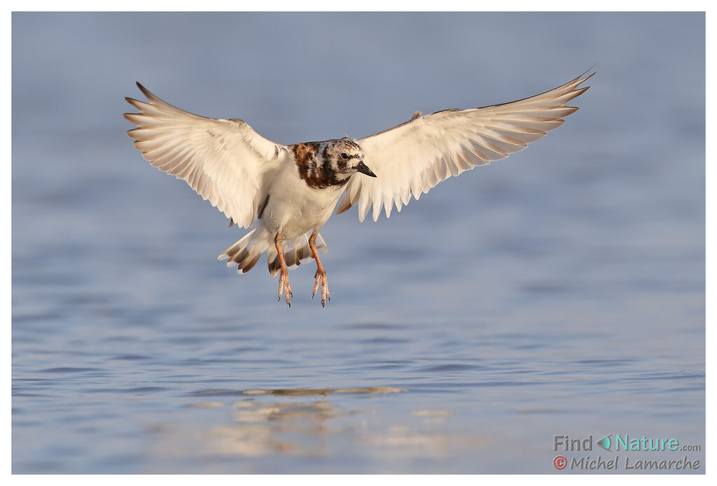 Ruddy Turnstone, Flight