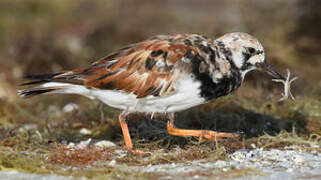 Ruddy Turnstone