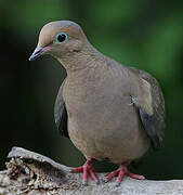 Mourning Dove