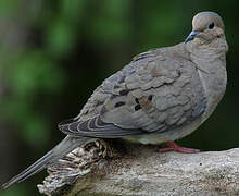 Mourning Dove