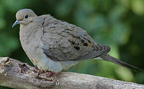 Mourning Dove