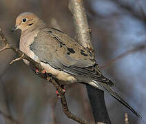 Mourning Dove