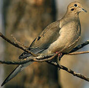 Mourning Dove