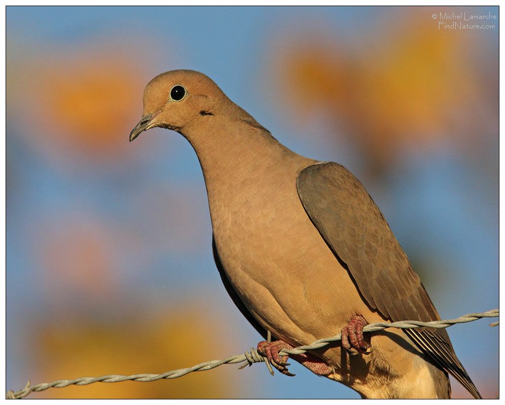 Mourning Dove