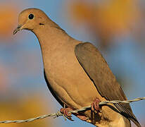 Mourning Dove