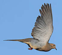 Mourning Dove