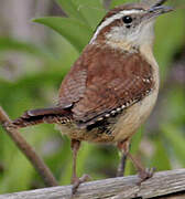 Carolina Wren