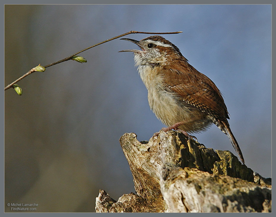 Carolina Wren