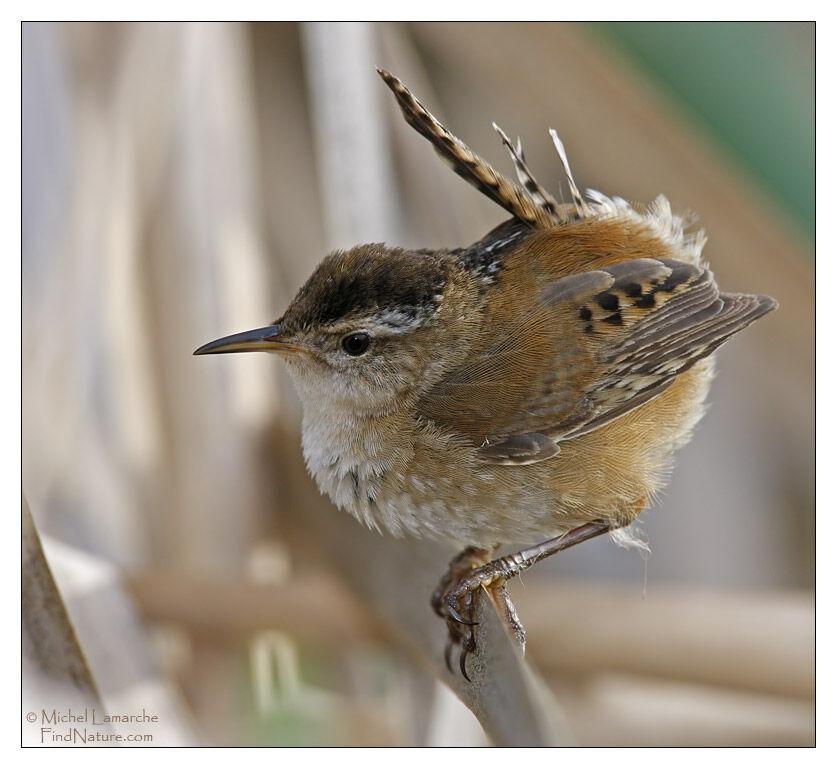 Marsh Wren