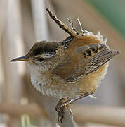 Marsh Wren