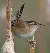 Marsh Wren