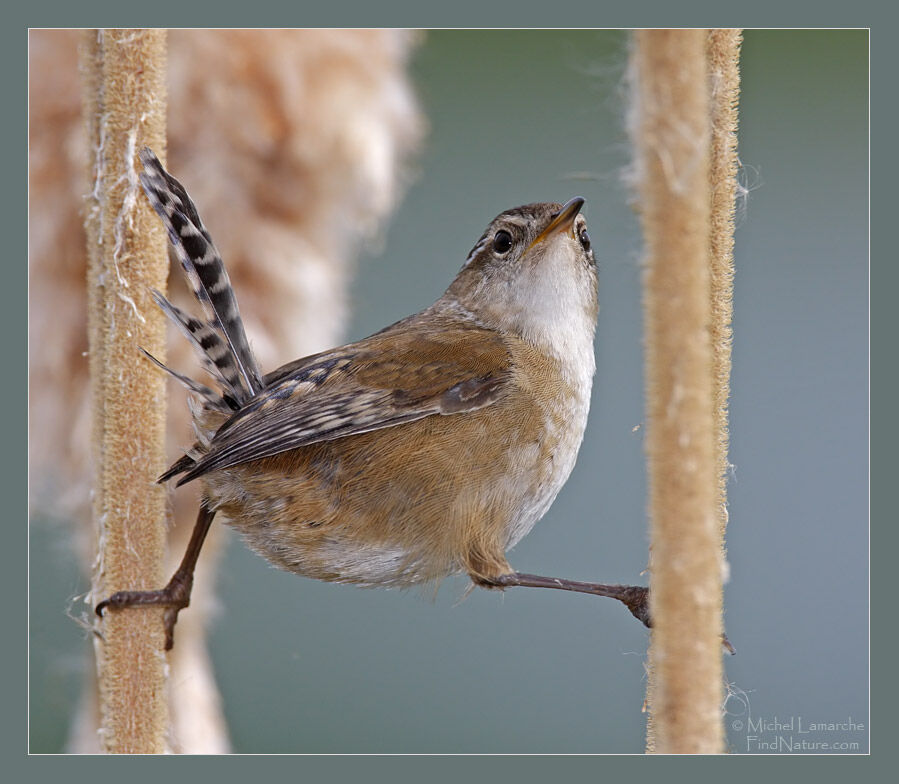 Marsh Wren