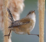 Marsh Wren