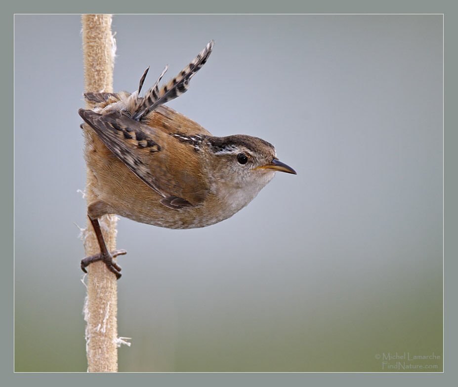 Marsh Wren