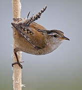 Marsh Wren