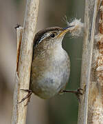 Marsh Wren