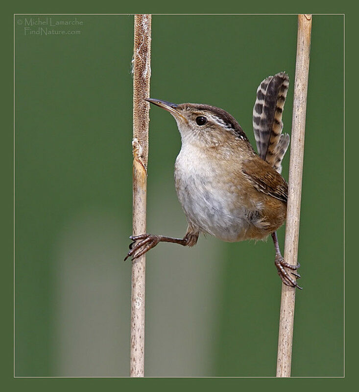 Marsh Wren