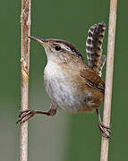 Marsh Wren