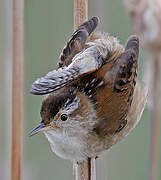 Marsh Wren