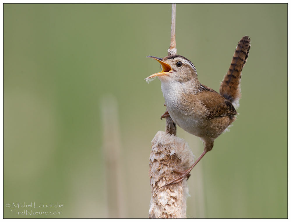 Marsh Wren, song