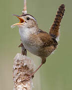 Marsh Wren