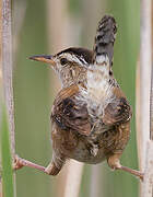 Marsh Wren