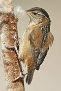 Marsh Wren