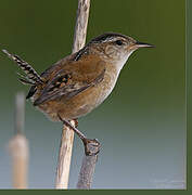 Marsh Wren