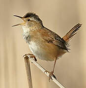 Marsh Wren