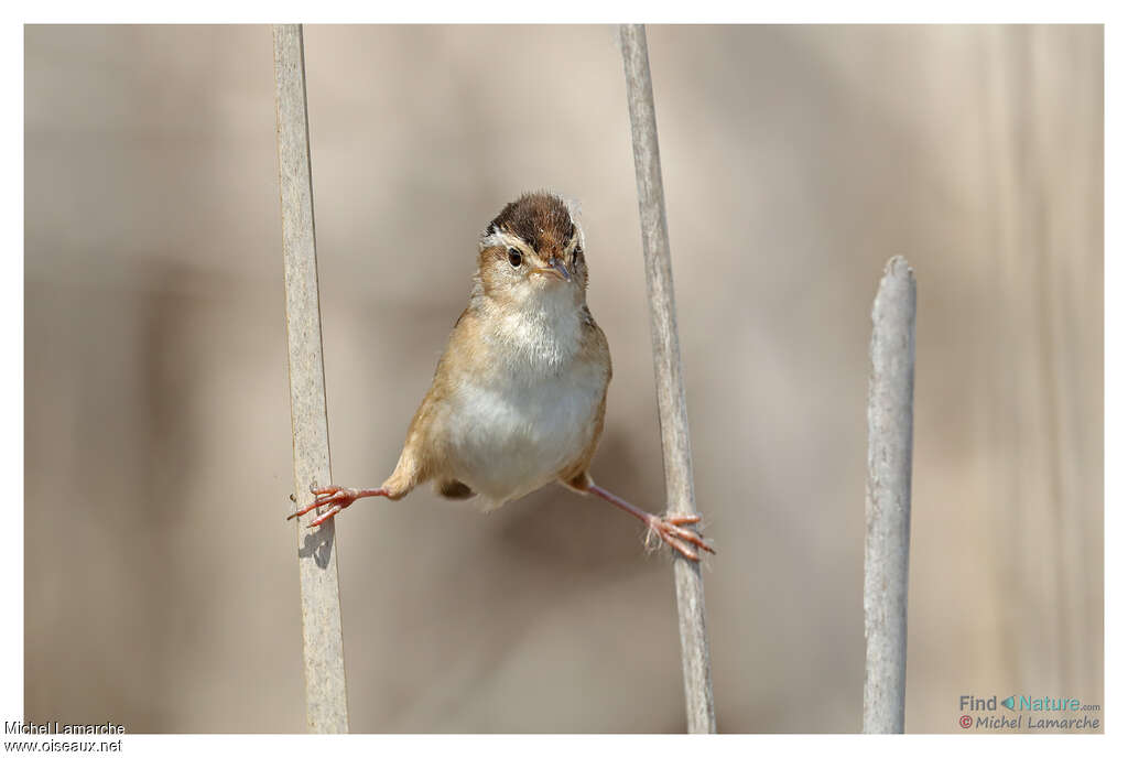 Marsh Wren, Behaviour