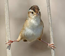 Marsh Wren